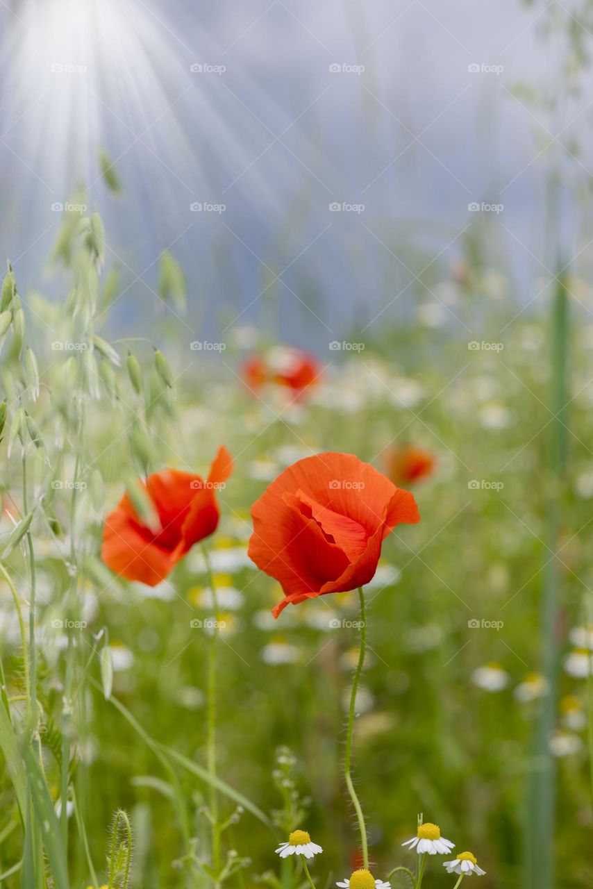 Red poppies close-up on a background of pale green grass.