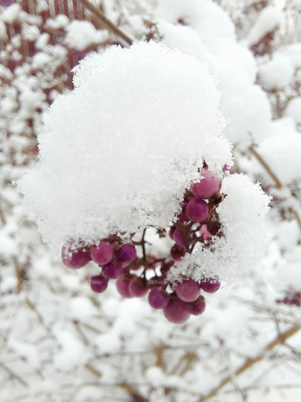 purple American beauty berries under a cup of fresh snow