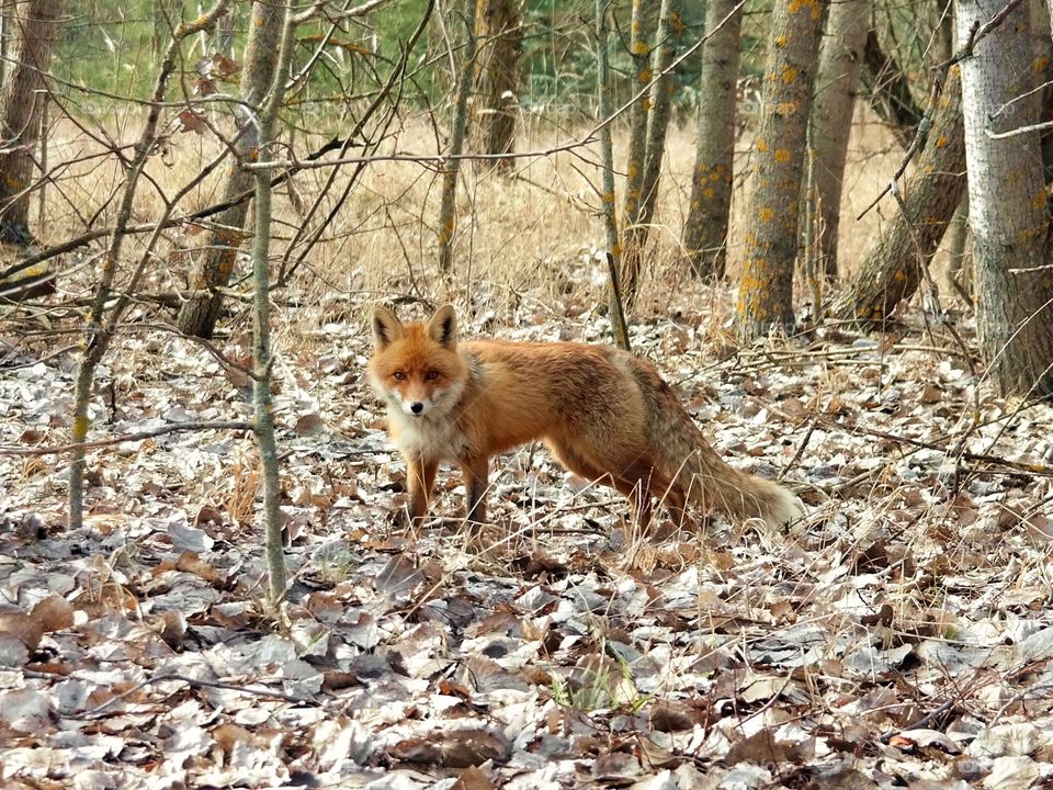 Fox