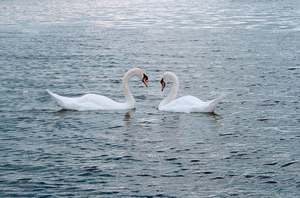 A pair of swans on the water 🦢🤍🦢 Symbol of eternal love🦢🤍🦢