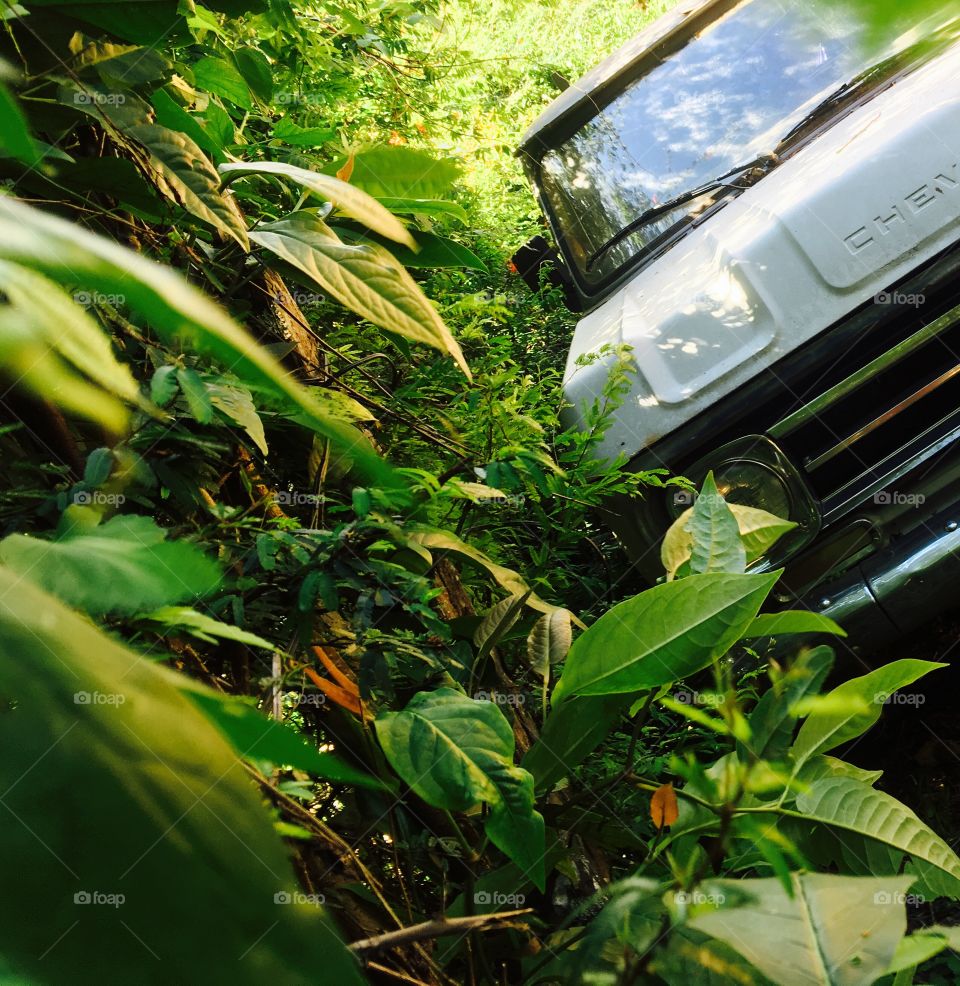 Nice picture just wanted to share 