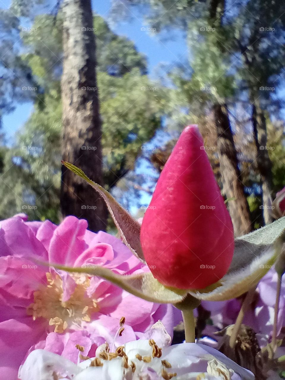rose bud macro picture