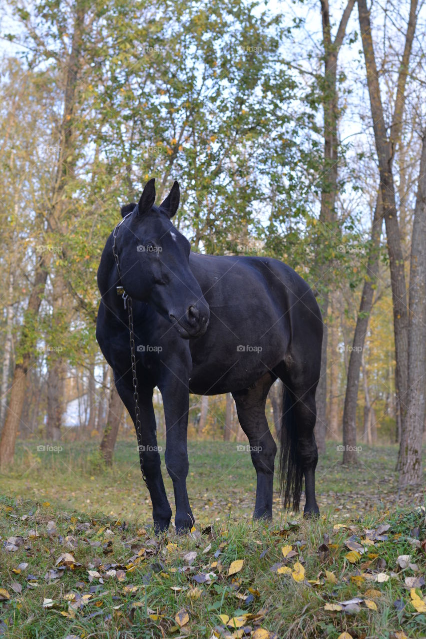 black horse in the autumn park