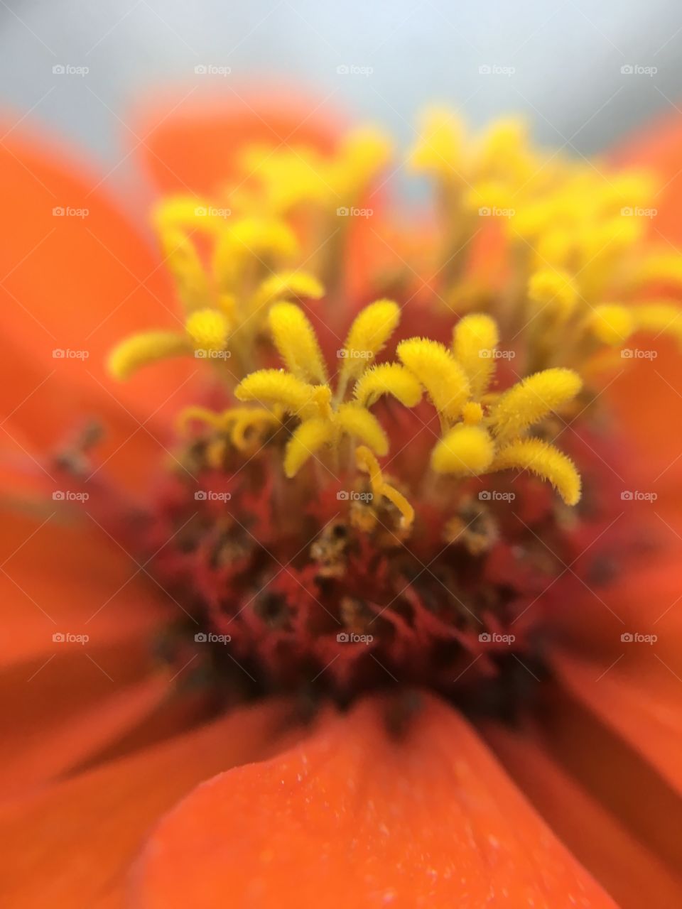 Orange Zinnia