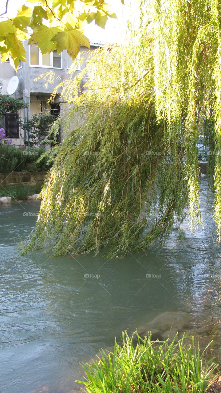 Sad Willow Over the River