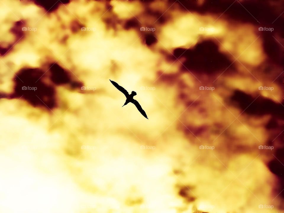 seagull flying overhead