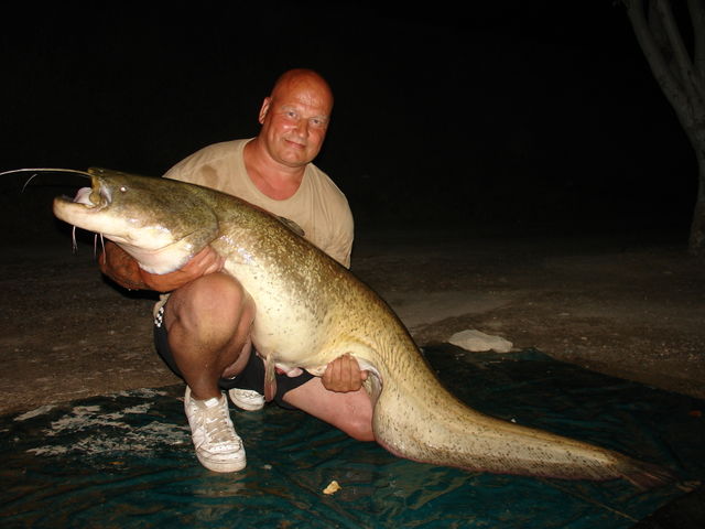  Catfish 