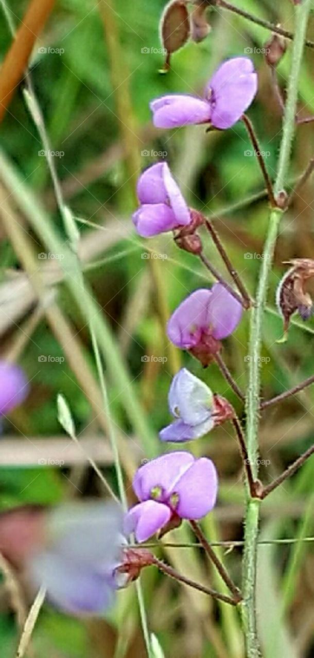 Flower, Nature, Flora, Outdoors, No Person