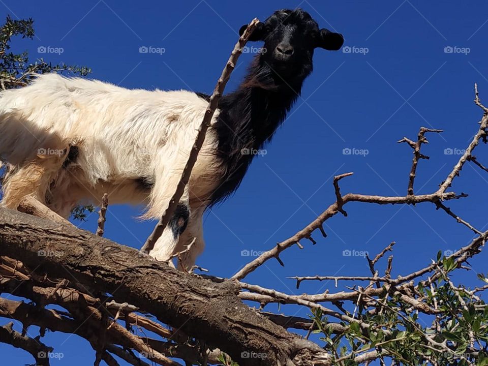 Beautiful goat looking at my camera.