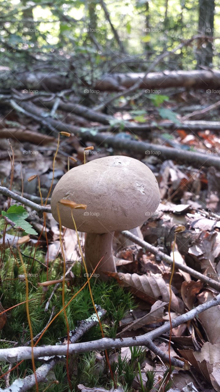 Mushroom