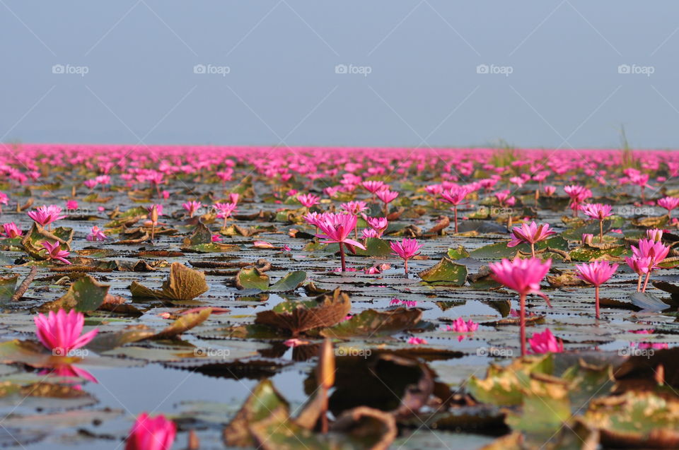 Lotus, Pool, Flower, Lily, Nature
