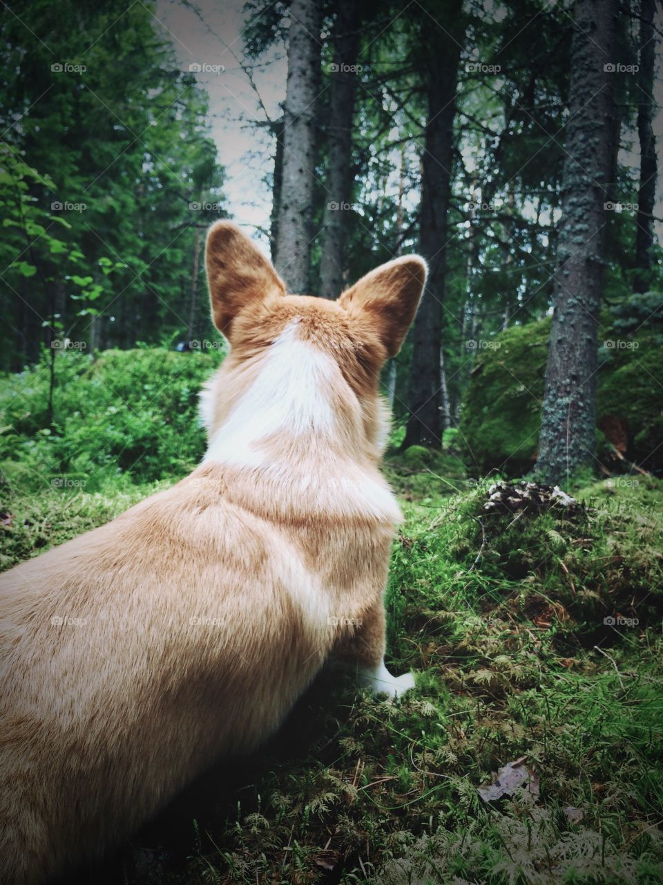 Corgi ears. A dog in the forest