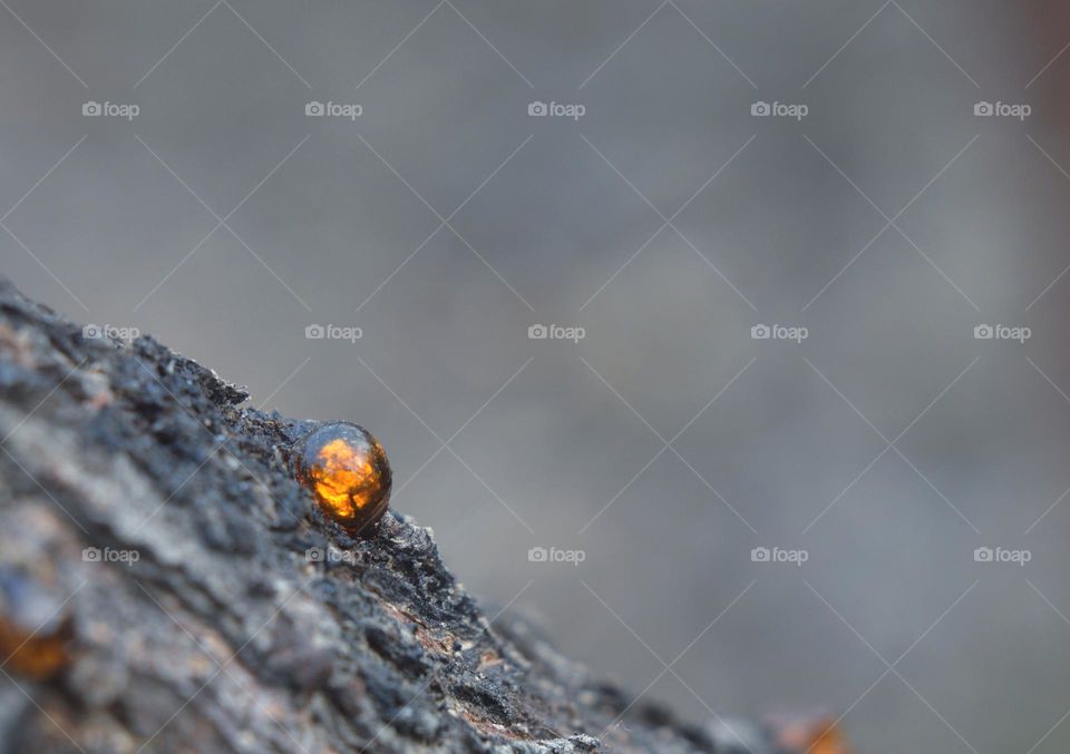an amber drop of resin flows down a tree trunk