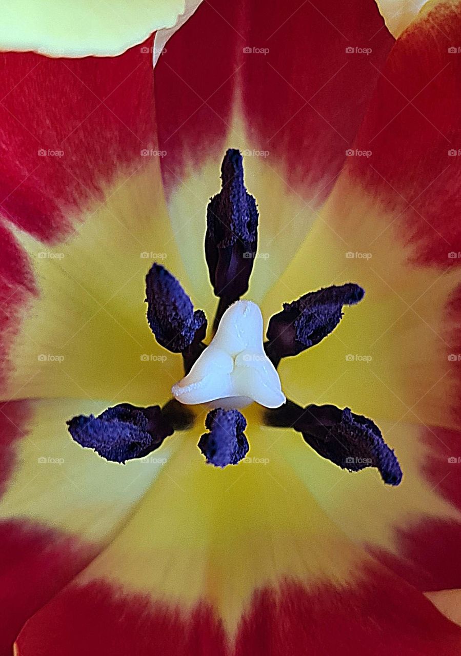 Tulip close up