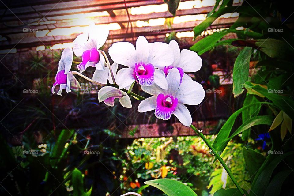 Greenhouse orchid