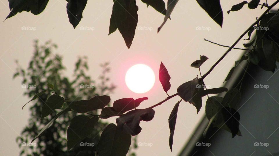 Macro of tree with red sun