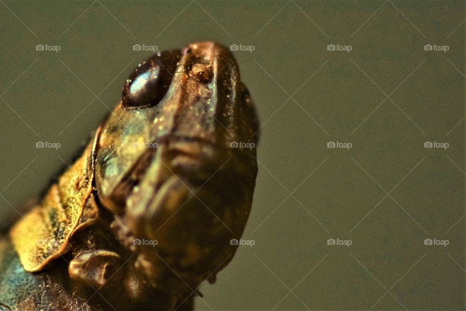 close-up macro picture from a grasshopper with darkgreen background