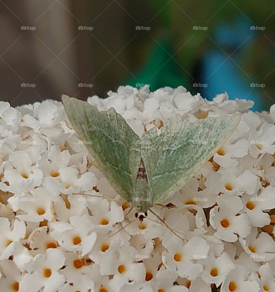 green butterfly