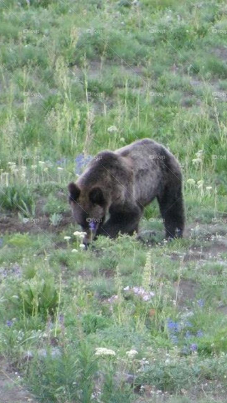 Yellowstone cub