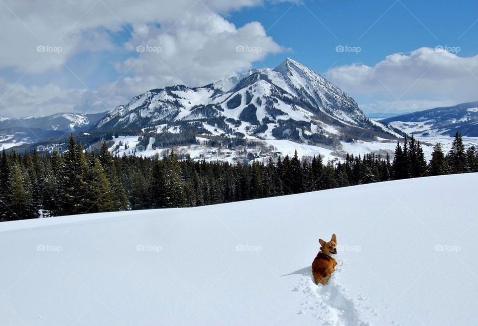 Alpine Corgi