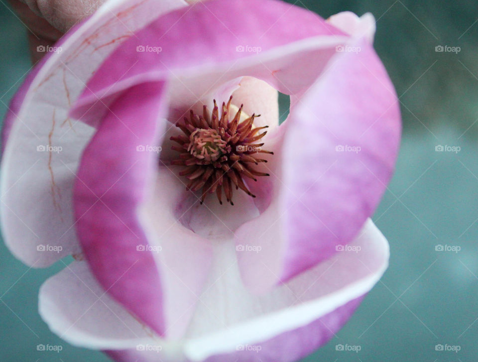 Close-up of a flower