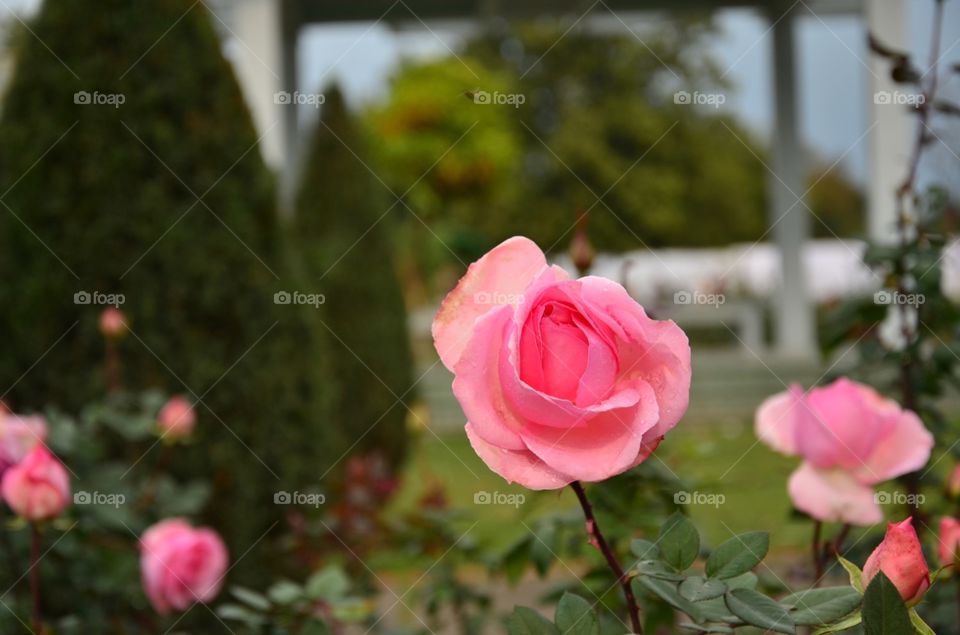 pink roses