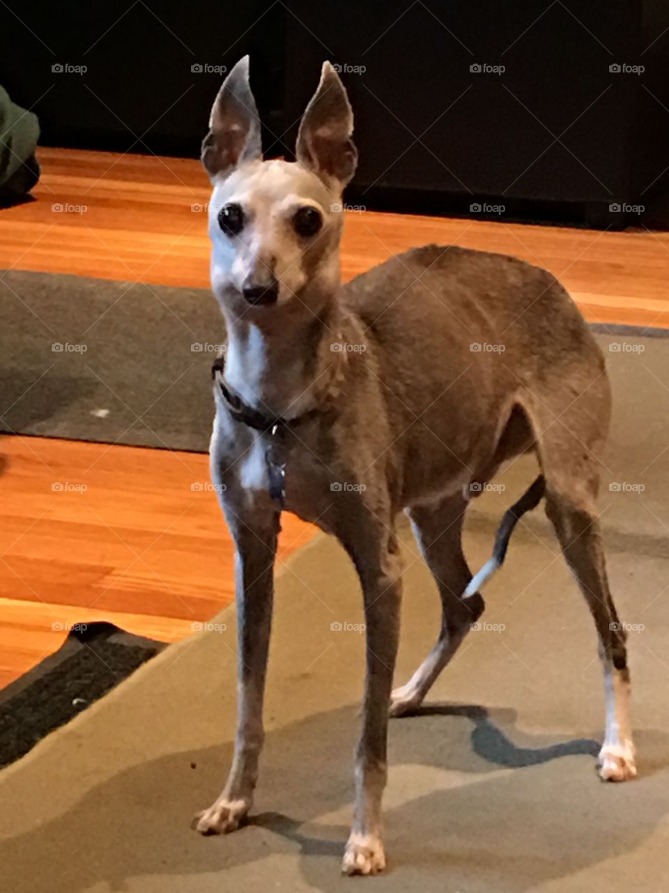 16 yr old Miniature Italian Greyhound dog.