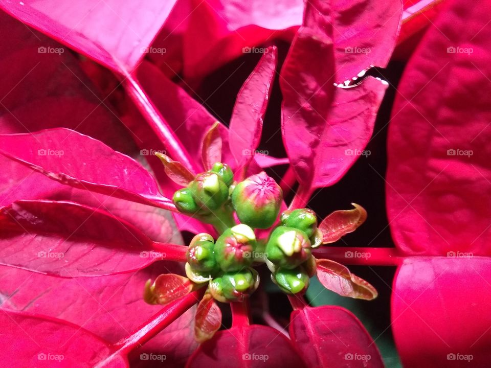 Poinsettia Color Red