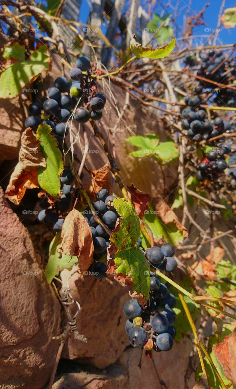 Juicy grape bunch