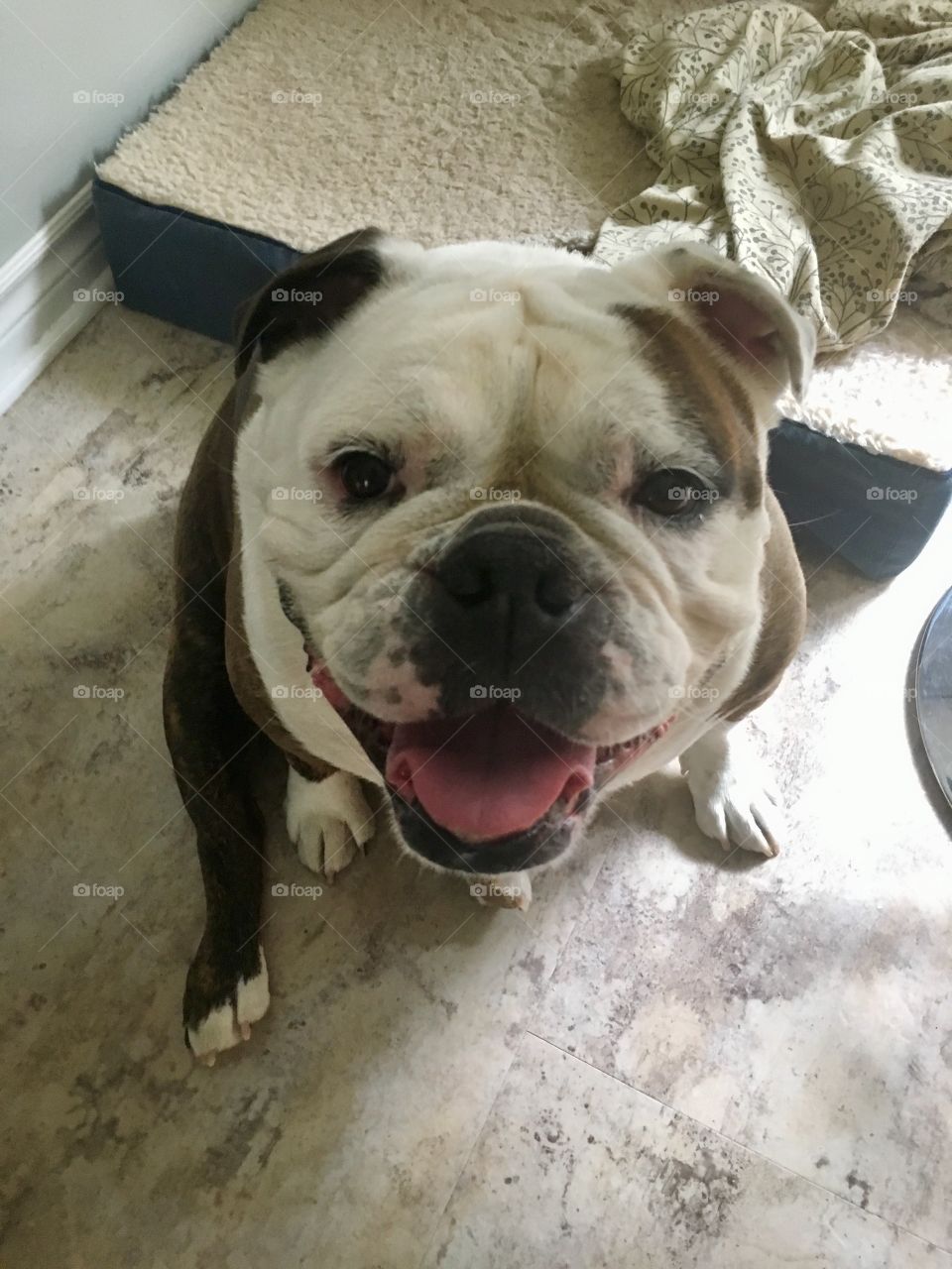 Bulldog happy