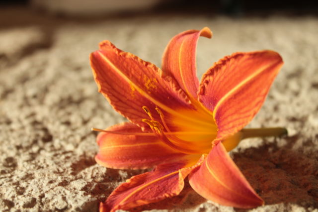 Flowers, summer, bright background, orange background, flower in detail, lily, orange, red flower, stamens, stems, vessels, vagina, sex, hot photo, juicy, orange color ok orange background, stripes, bright stripes, concrete, on concrete flowers, phot