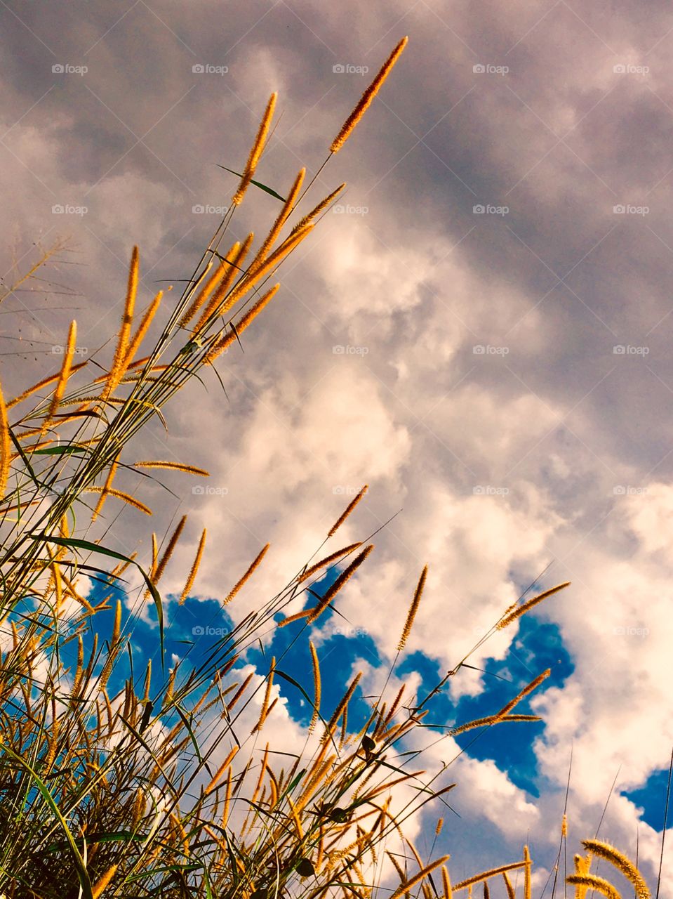 Grass flowers with cloudy skies behind.