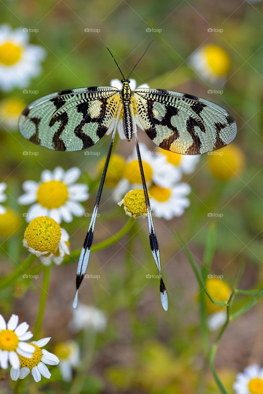 Nemopteridae, the spoonwings, are a family of neuropteran insects. They are also called thread-winged antlions.