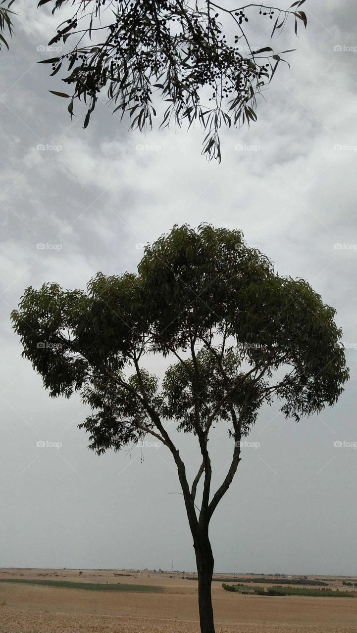 beautiful alone tree in nature