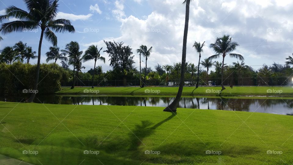 Puerto Rico Palm Trees