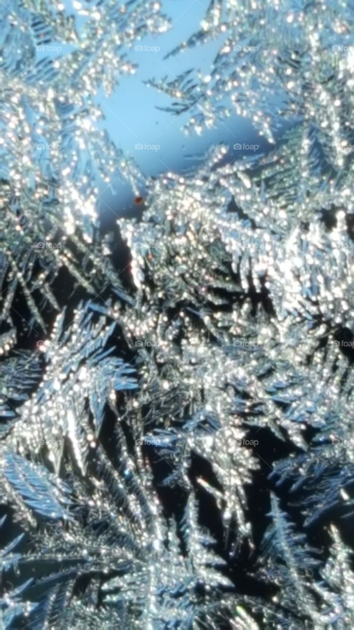 Jagged ice crystals form a wintry forest against a car windshield. The light reflects through each shivering branch.