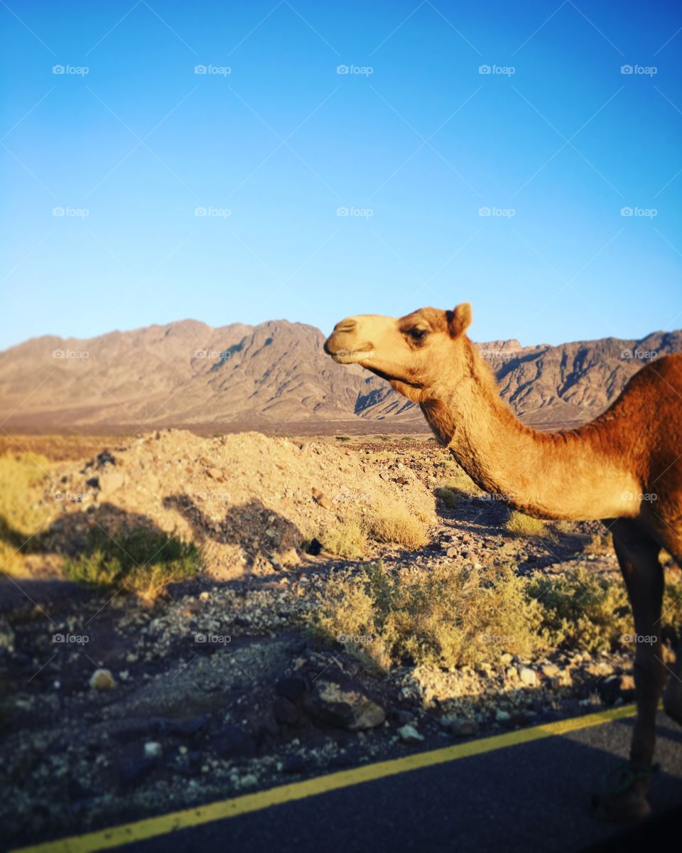 Camel, Mammal, Desert, No Person, Travel