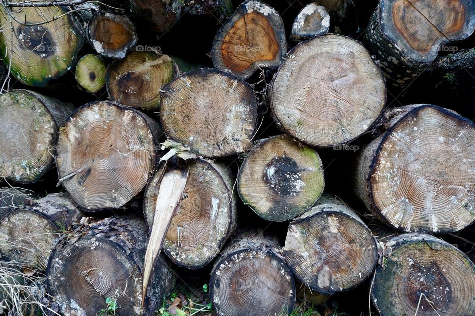 Hamsterley Logs
