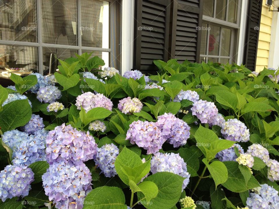 Hydrangeas in a window