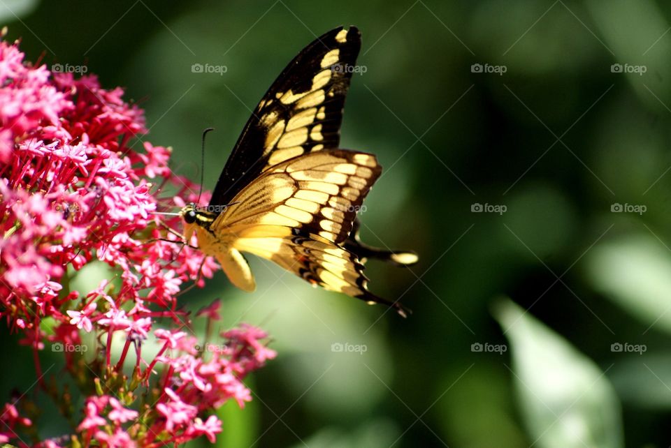 Yellow butterfly