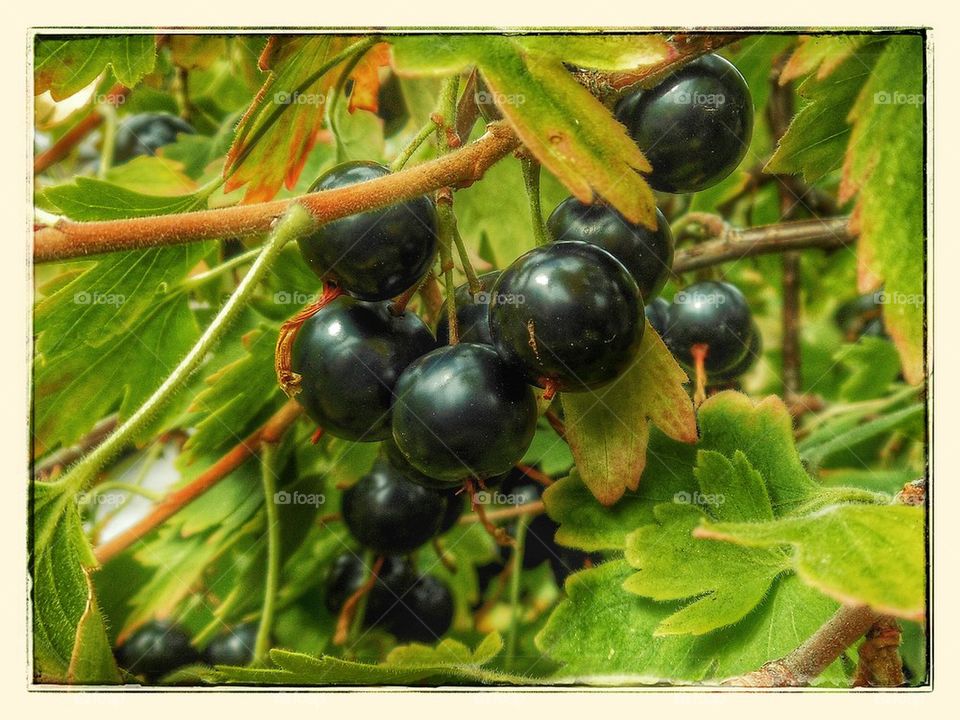 Josta berries