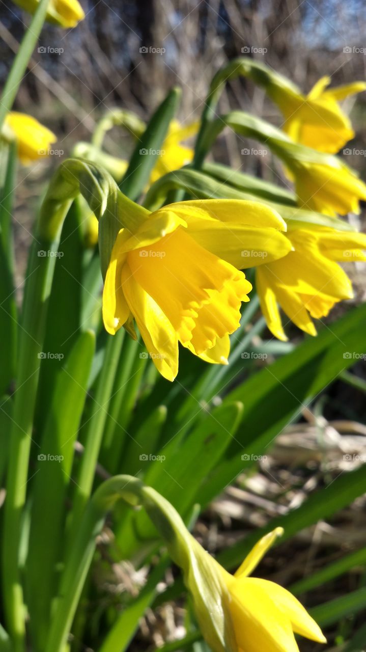Yellow spring
