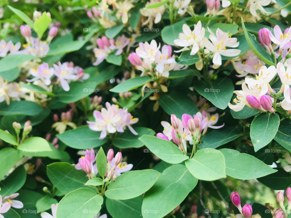 Gorgeous flowers from a very well kept garden captured on a beautiful afternoon! 