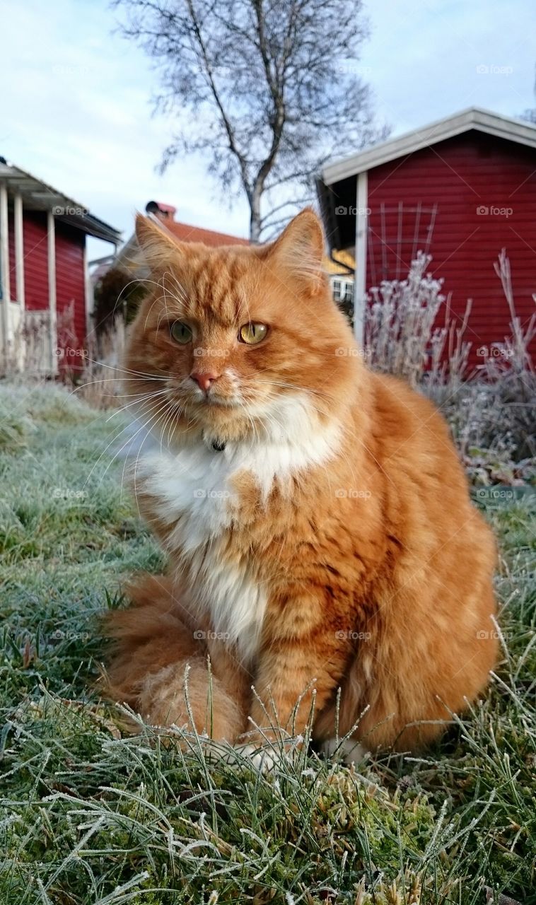 Cute cat sitting on grass