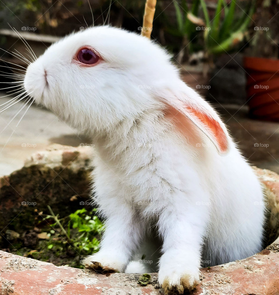 White rabbit or Bunny sitting on vase