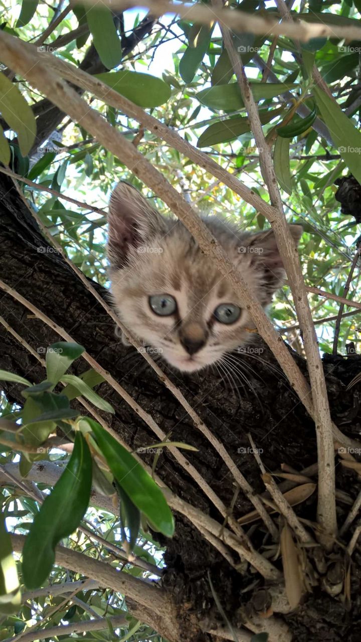My beloved cat Viola in the branches of the olive tree.
