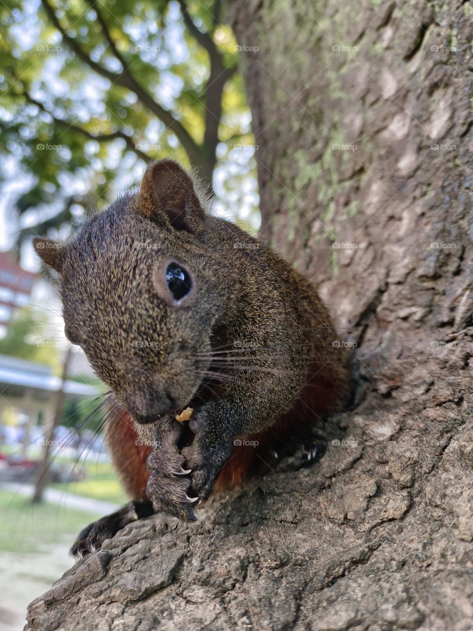 Red-bellied Squirrel