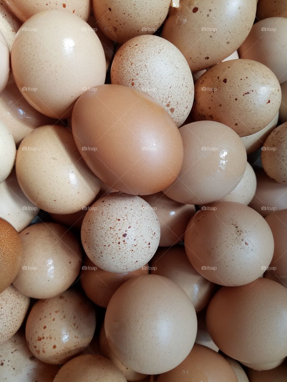 Fresh Eggs