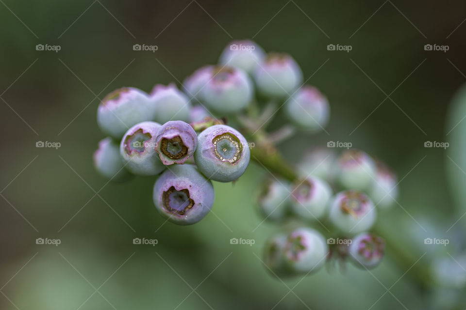 Macro of young growing blueberries