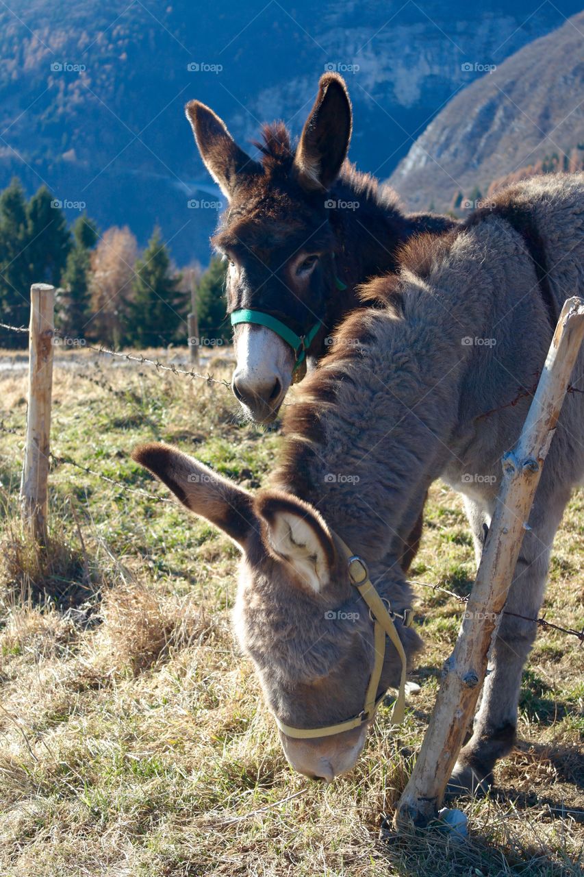 Donkeys in the mountain